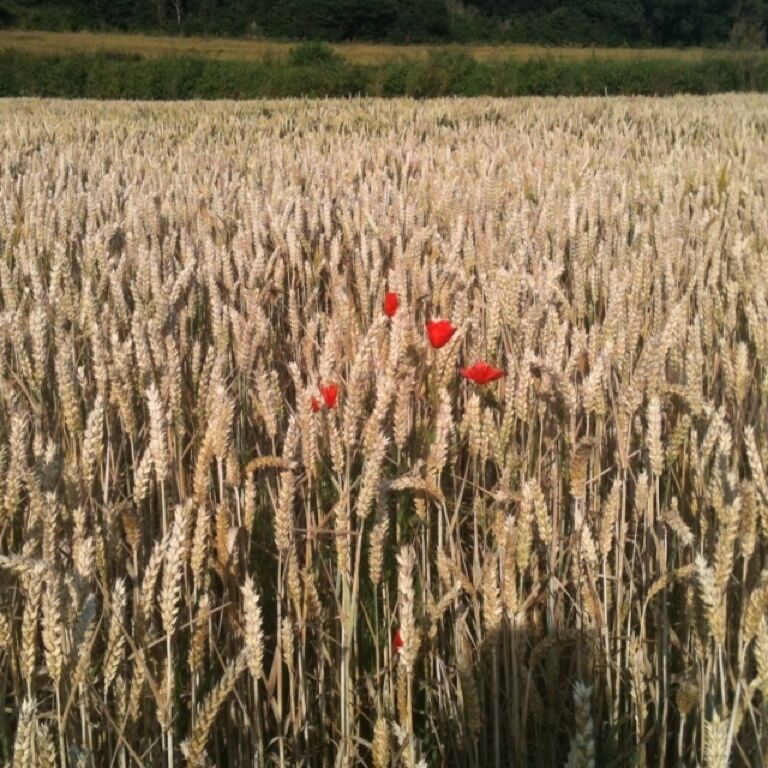 A field of wheat with red flowers in the foreground.