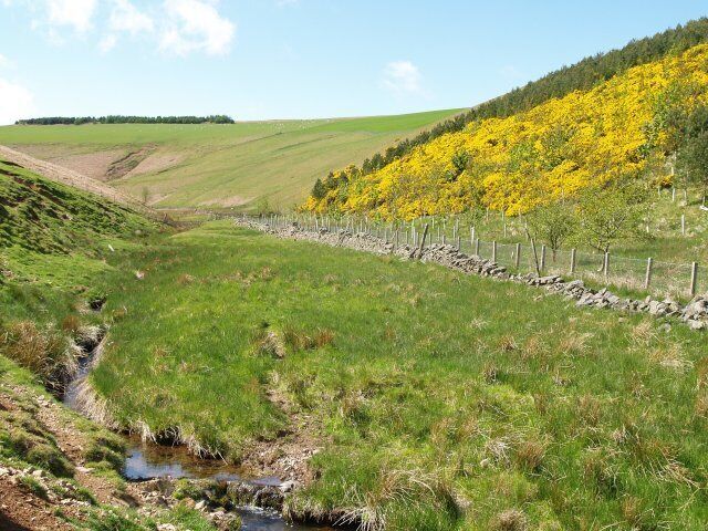Howliston Burn A fine show of gorse, the plantation on the right has young sycamore and pine trees.