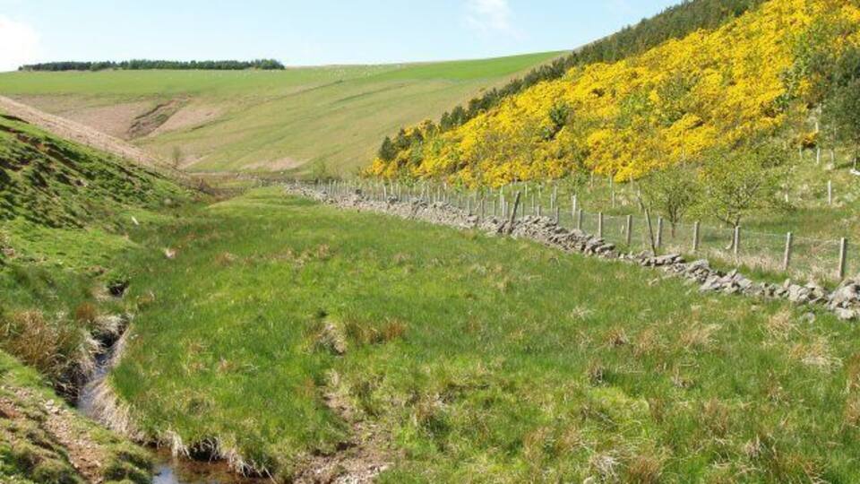 Howliston Burn A fine show of gorse, the plantation on the right has young sycamore and pine trees.