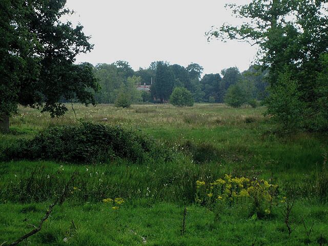A grassy field with trees and yellow flowers.