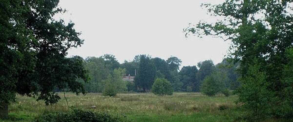 A grassy field with trees and yellow flowers.