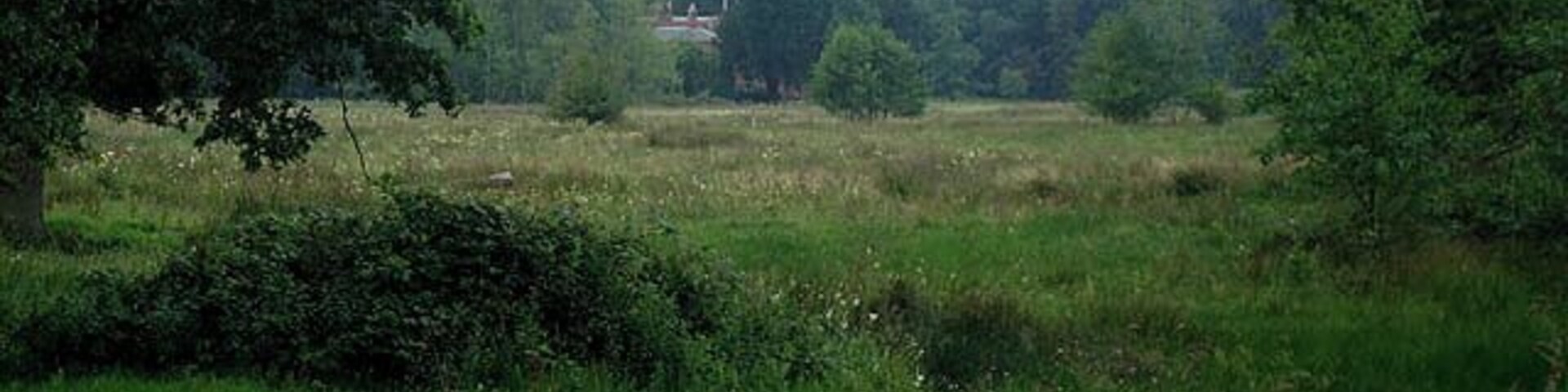 A grassy field with trees and yellow flowers.