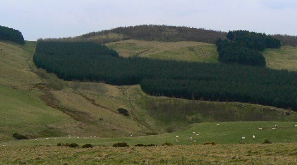 Tree-covered slopes Forestry plantations to the west of Culteuchar Hill.