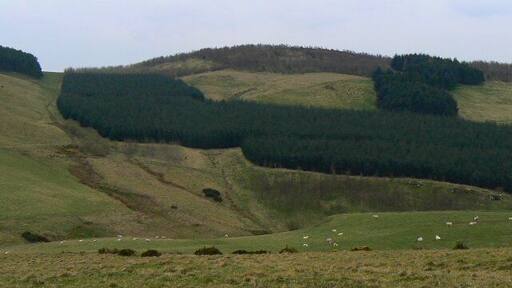 Tree-covered slopes Forestry plantations to the west of Culteuchar Hill.