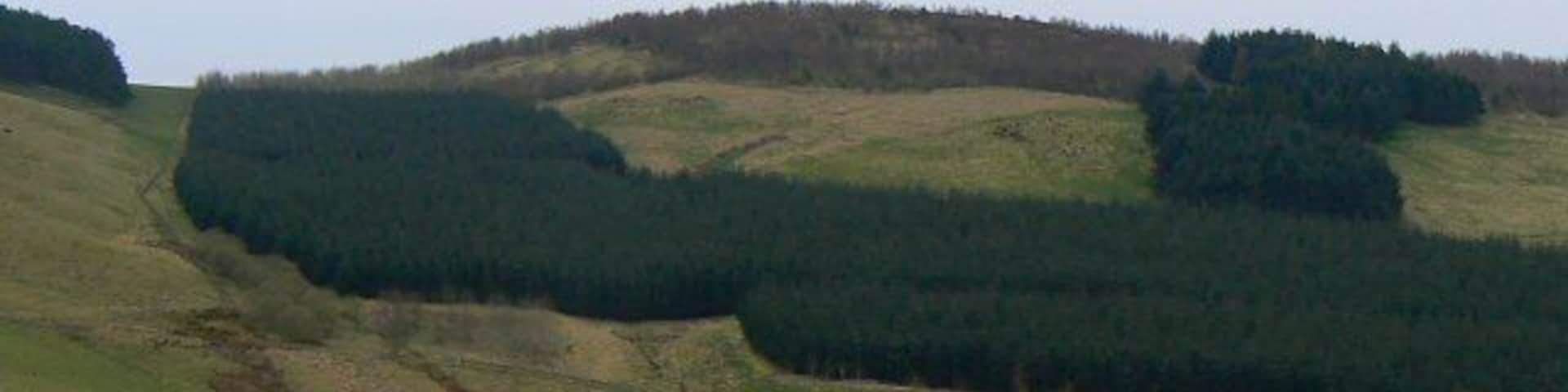 Tree-covered slopes Forestry plantations to the west of Culteuchar Hill.
