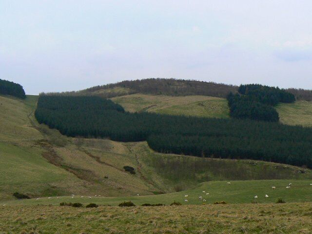 Rolling hills, a valley, and grazing sheep.