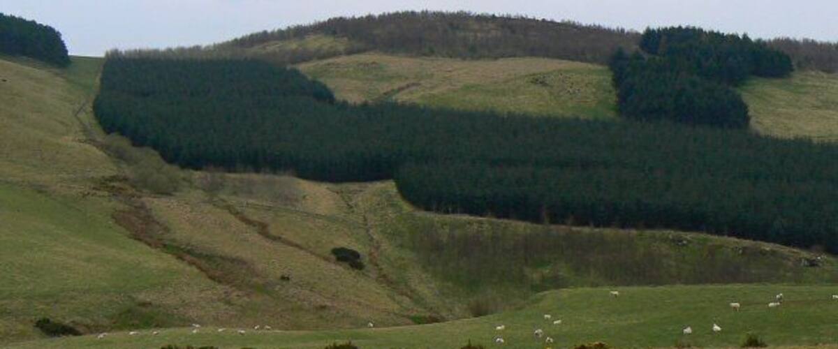 Rolling hills, a valley, and grazing sheep.