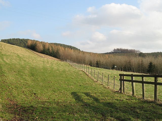 Woods on Craigowny Hill There has been a lot of recent planting on the hill.