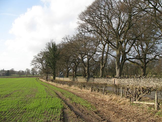 Oaks, Rossie House Oaks in parkland beyond the policy wall.