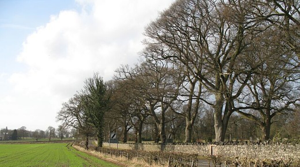 Oaks, Rossie House Oaks in parkland beyond the policy wall.