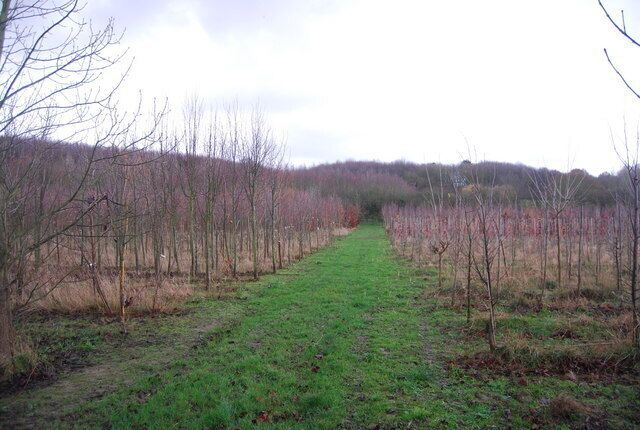 Tree Nursery, Fordwich