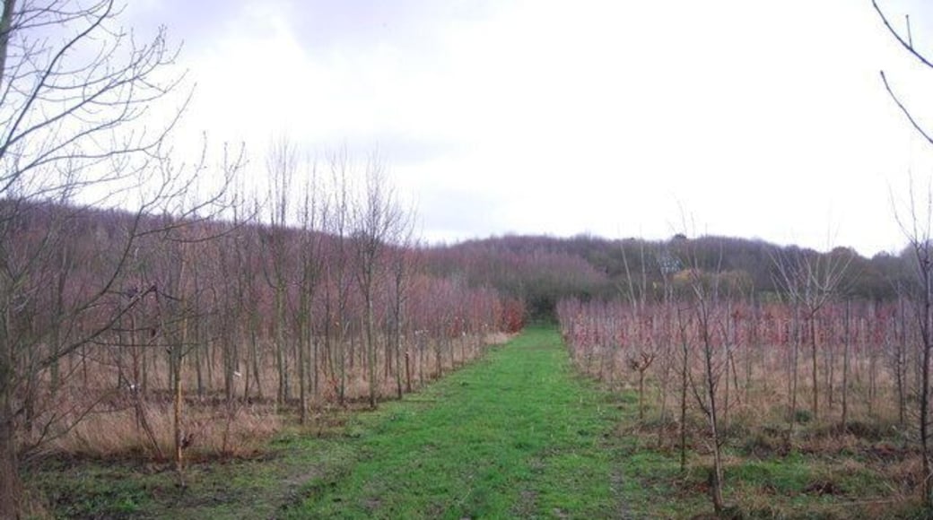 Tree Nursery, Fordwich