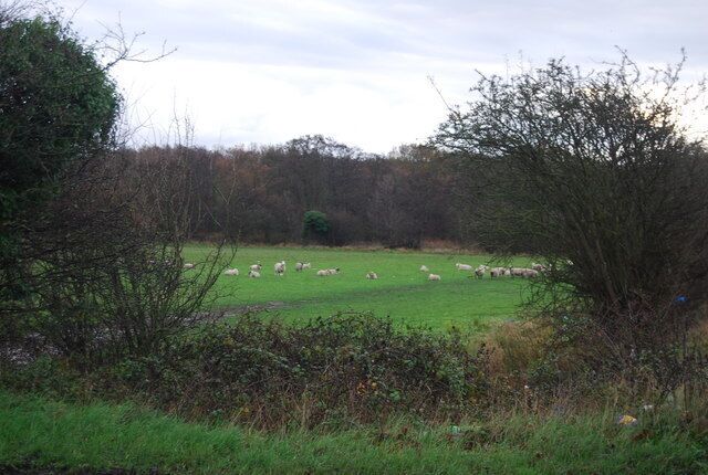 Sheep grazing off the Sturry Rd