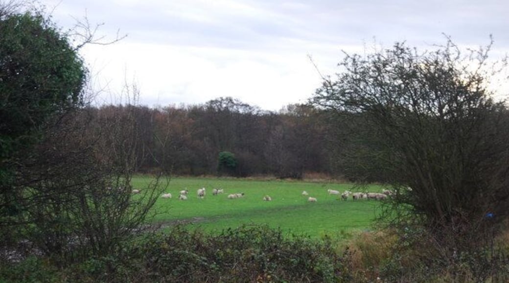 Sheep grazing off the Sturry Rd
