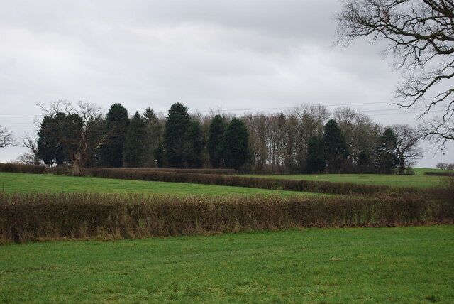 Mixed species plantation A small plantation of trees in the midst of grazing land.