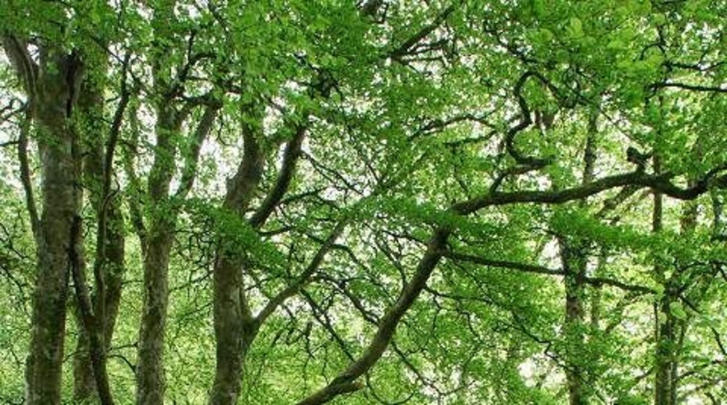 Disused drive to Ederline. With the beech coming into leaf; compare with 1153529 taken three months earlier in the year.