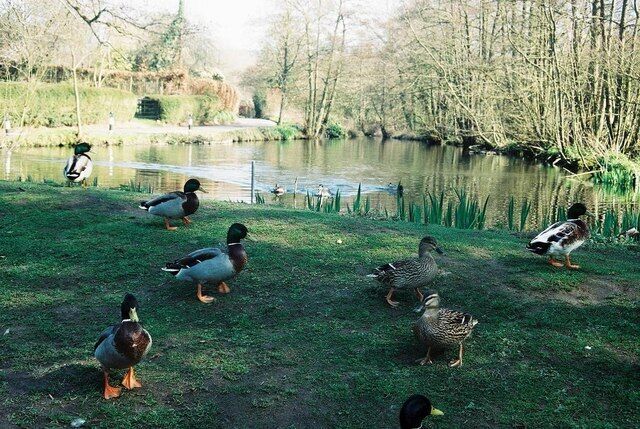 Fontmell Magna: the pond