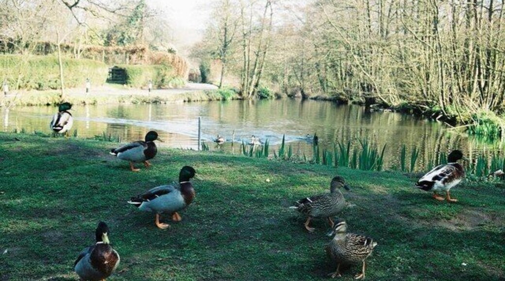 Fontmell Magna: the pond