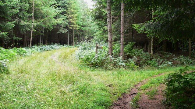 Footpath through Verdley Wood Here the public footpath turns right and there is a track straight ahead.
