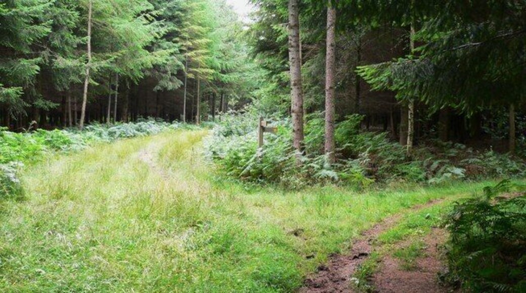 Footpath through Verdley Wood Here the public footpath turns right and there is a track straight ahead.