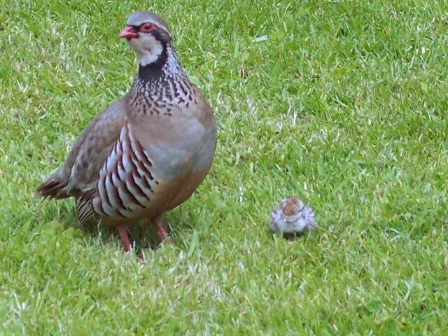 Red Legged Partridge (Alectoris rufa) This hen with a single chick was on the lawn in front of the village hall.