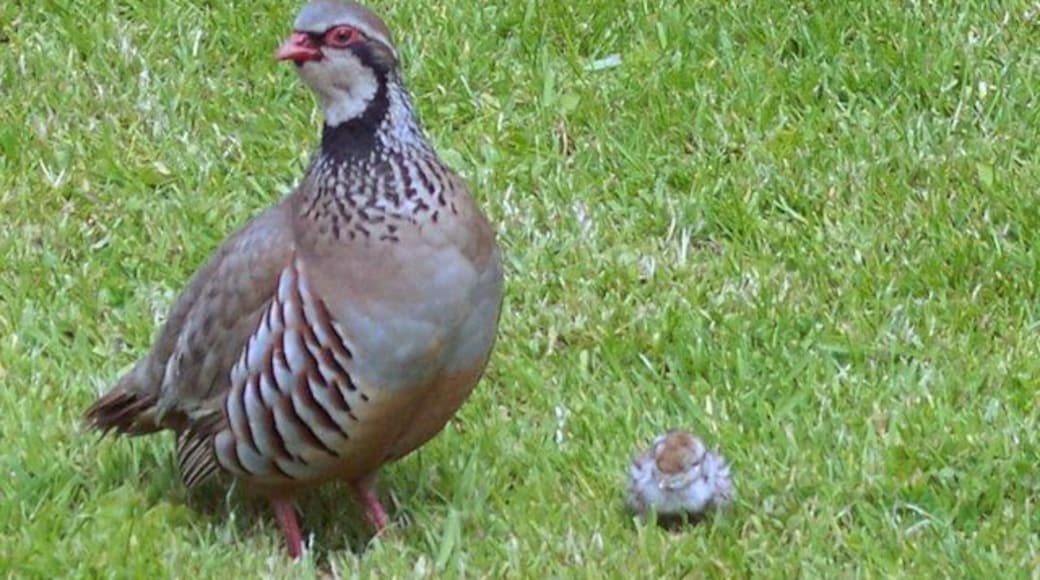 Red Legged Partridge (Alectoris rufa) This hen with a single chick was on the lawn in front of the village hall.
