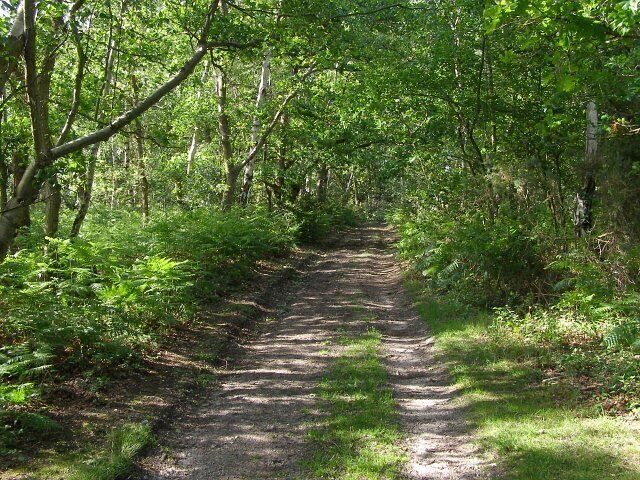 Bridleway to Fields Heath, Badminston Common This bridleway leads from Stanswood, across Floating Island valley and on to Fields Heath through Badminston Plantation. The plantation of firs itself is a little further back; here there is well-developed scrub (mostly silver birch) growing to the left of the track.