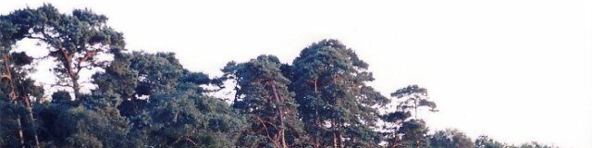Pine trees, Badminston Common.
