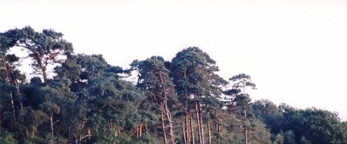 A dense forest with tall trees and a grassy foreground.