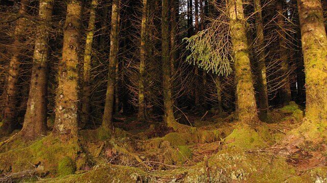Sitka spruce plantation, Gleann Sùileag Dense plantations on the west side of Gleann Sùileag.