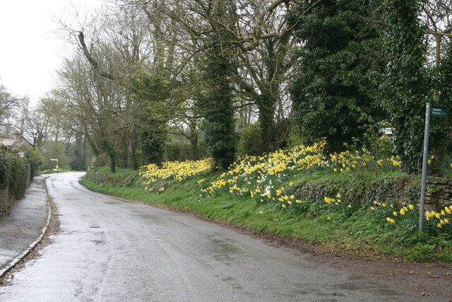 Road through Farmington The daffodils brightening a cloudy and damp Good Friday.