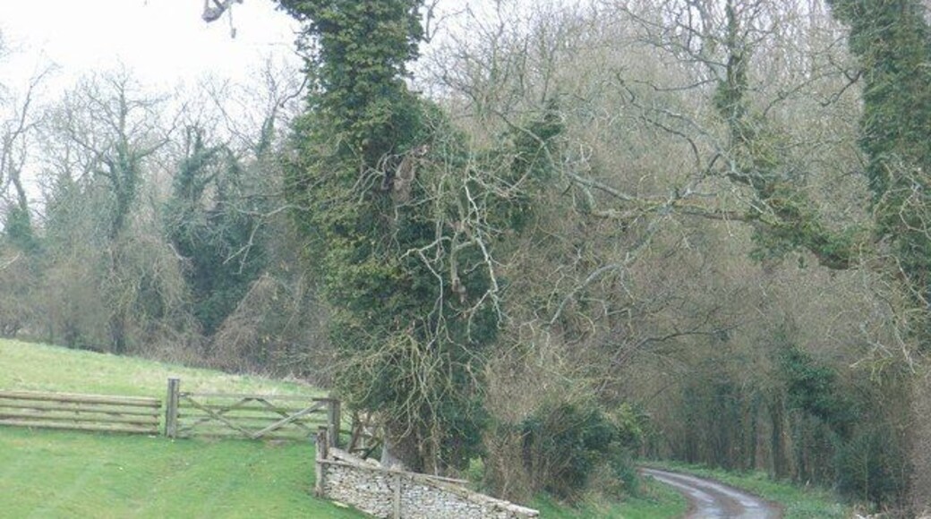 Gated road By the edge of New Plantation. There is another one near the other end. Usually cattle grids are found where roads enter common land.