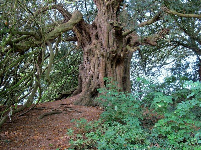 Hope Bagot Yew Tree