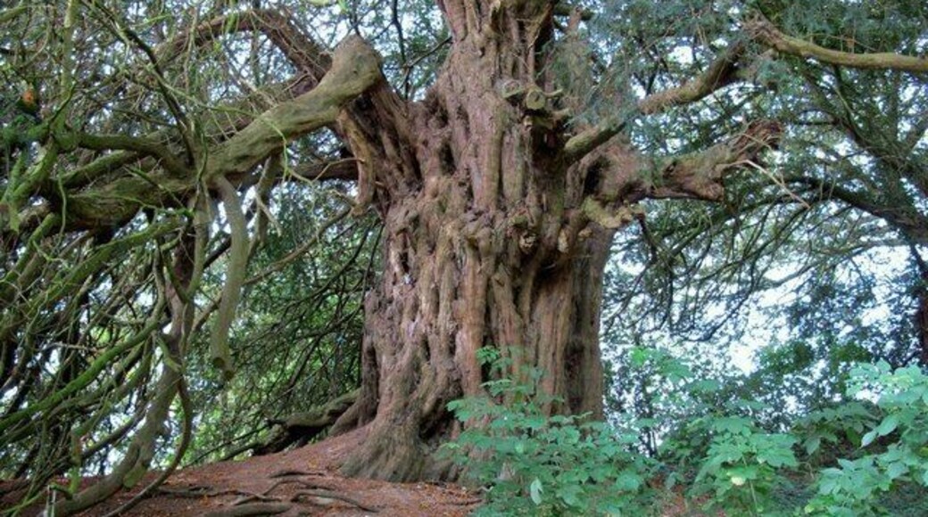 Hope Bagot Yew Tree