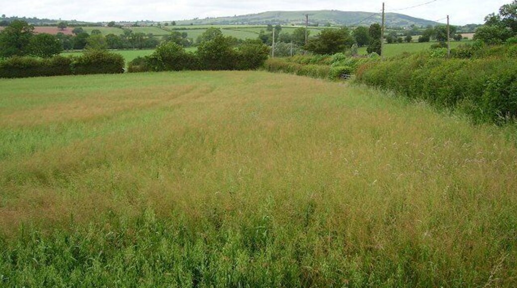 Cornfield, Cleestanton. Field of oats under Brown Clee (Clee Burf 502m). Taken from near a crossroads.