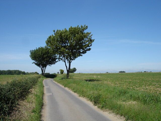 A rural road flanked by fields and two prominent trees.