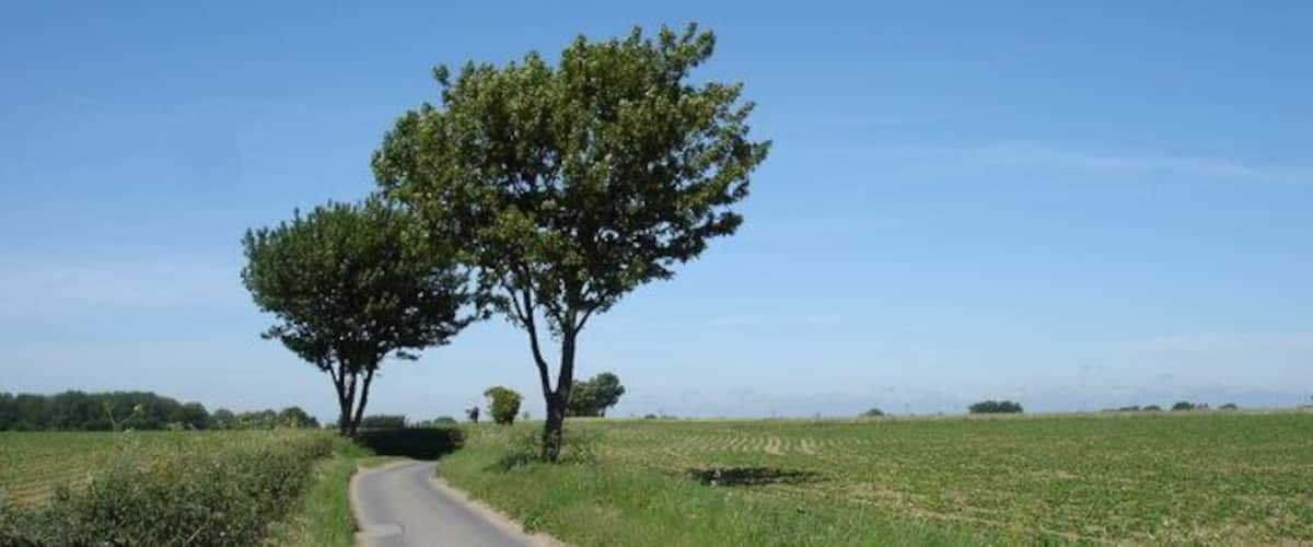 A rural road flanked by fields and two prominent trees.