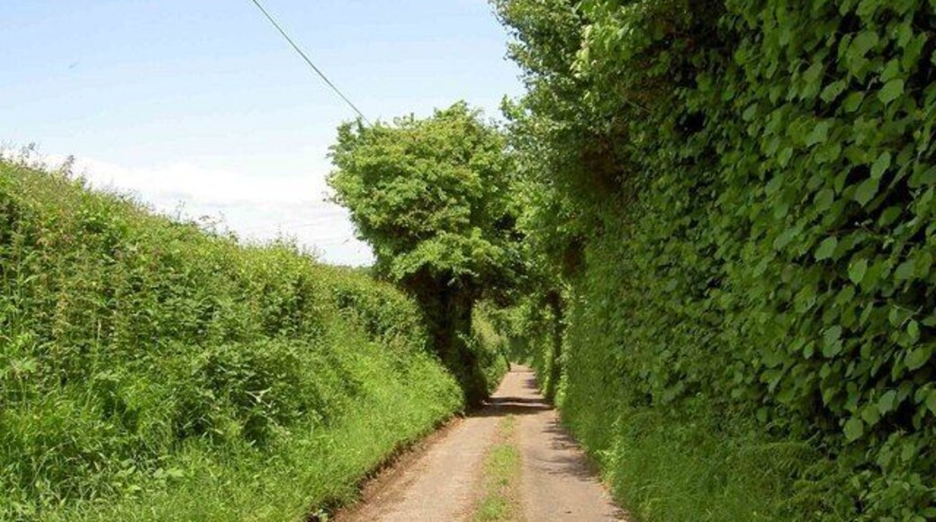 The Little used Brinkmarsh Lane