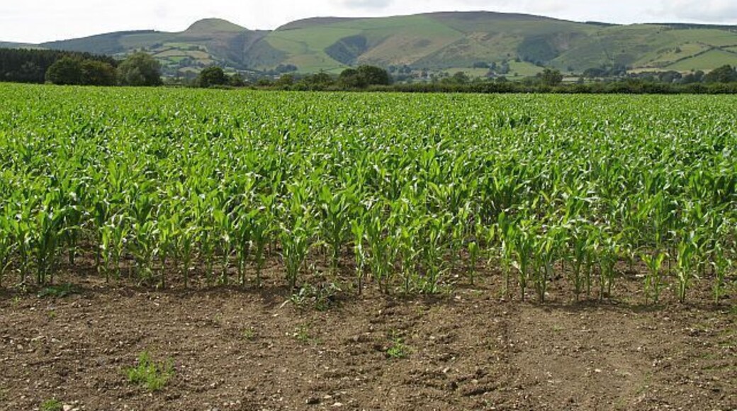 Maize, Vale of Radnor Forage maize crop below the Radnor Forest.