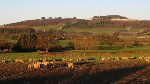 Sheep grazing roots. Sheep just outside Evenjobb, taken from by the Harps trig point.