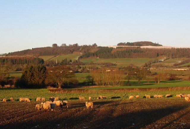 A rural landscape with a herd of sheep grazing in a field, rolling hills, and a forested hill in the background.