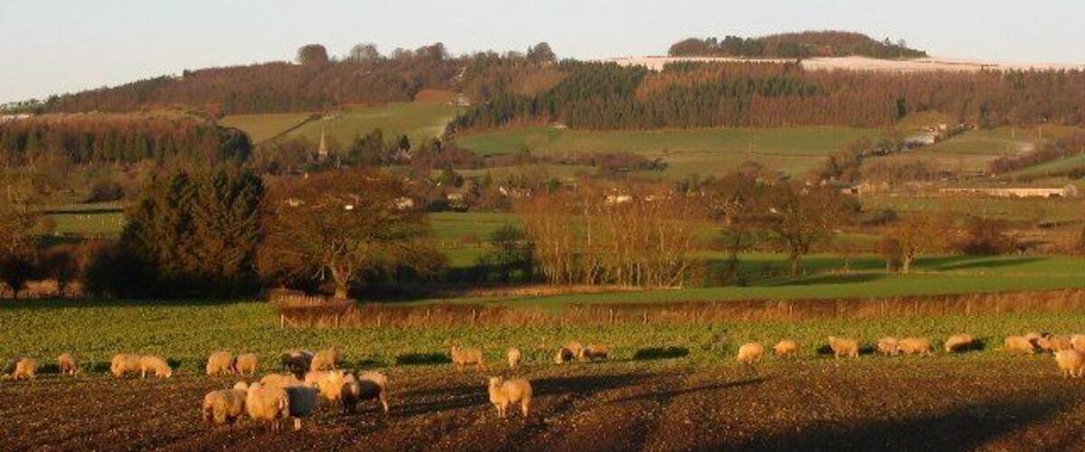 A rural landscape with a herd of sheep grazing in a field, rolling hills, and a forested hill in the background.