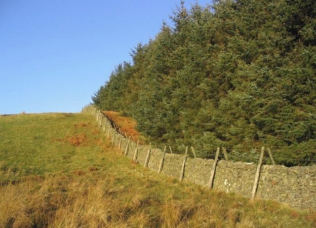 Dyke and plantation edge To the Northeast of White Hill.