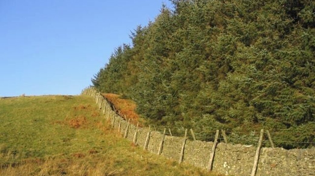 Dyke and plantation edge To the Northeast of White Hill.
