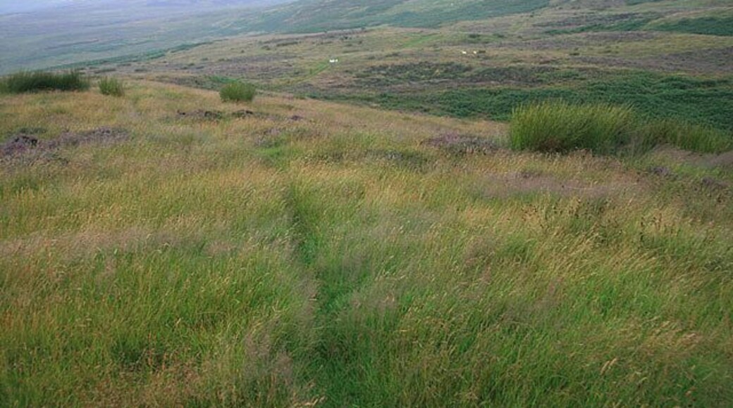 Peat Law Rough grazing with bracken and heather patches on Peat Law with Scawd Law and Sundhope Height ahead.