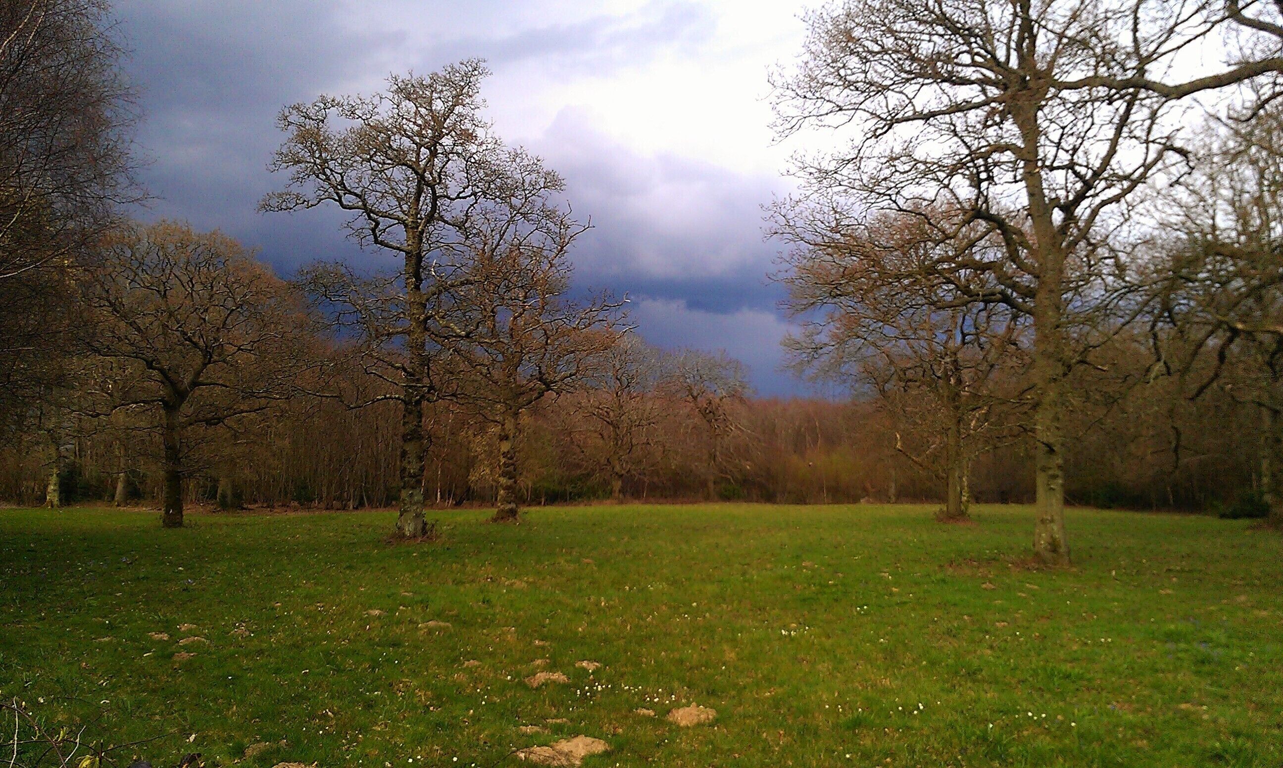 The approach to Shrub's Wood Long Barrow in Kent; the barrow is concealed by the woods in the centre of the image.