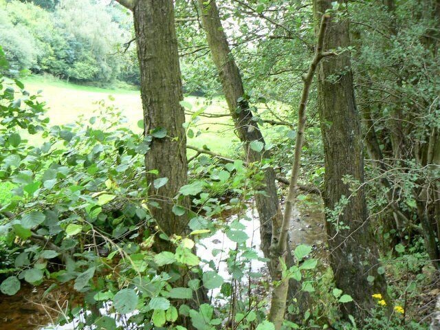Rangemoor Brook North of Northwood Farm.