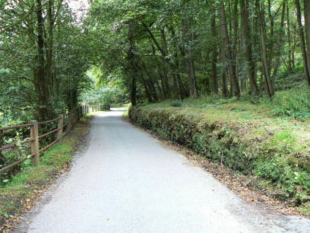 A narrow paved road flanked by dense trees and a wooden fence.