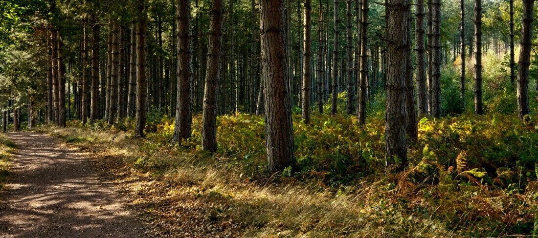 A forest path surrounded by tall trees and undergrowth.