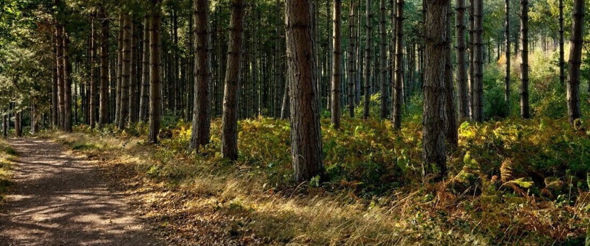 A forest path surrounded by tall trees and undergrowth.